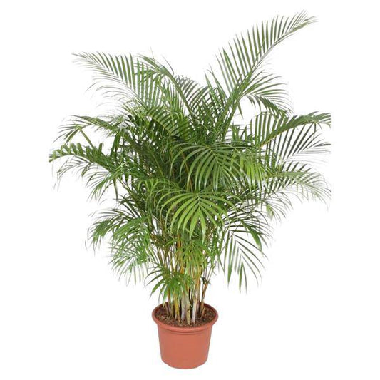 Goldfruchtpalme Dypsis Lutescens – Areca-Palme – 200cm hoch – Ø40cm – Große tropische Zimmerpflanze mit federartigen Blättern – Pflegeleicht & dekorativ – Für Wohnzimmer, Büro & Innenräume