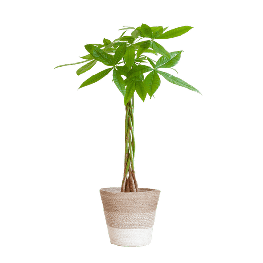 Pachira Aquatica 80cm – Glückskastanie Geldbaum Zimmerpflanze Ø21cm – dekorativer Minibaum mit geflochtenem Stamm im nachhaltigen Jutekorb Lissabon Weiß – luftreinigende pflegeleichte Grünpflanze