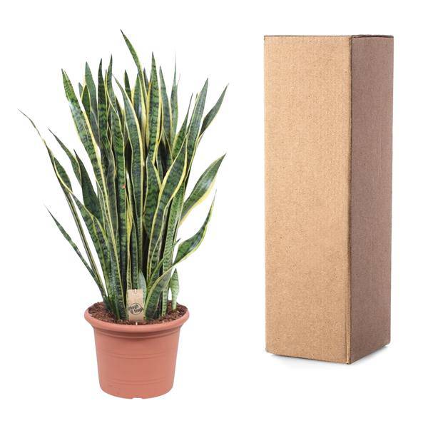 Bogenhanf – Sansevieria Laurentii – Zimmerpflanze 100cm – Ø35cm – Pflegeleichte Grünpflanze mit gelbem Rand – Luftreinigende Schlangenpflanze für Wohnzimmer, Büro & Schlafzimmer