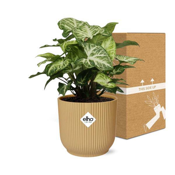 Purpurtute - Syngonium Arrow - Zimmerpflanze + Topf Vibes Fold 14cm Gelb