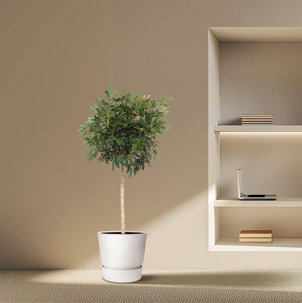 Strahlenaralie – Schefflera Arboricola Compacta – Große Zimmerpflanze 190 cm – Immergrün & Pflegeleicht – Ø45 cm Topf – Ideal für Büro & Wohnzimmer