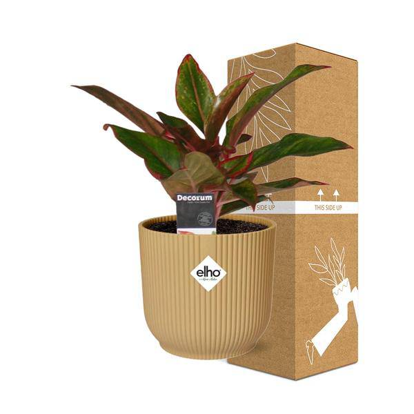 Kolbenfaden - Aglaonema Kreta - Zimmerpflanze + Topf Vibes Fold 14cm Gelb
