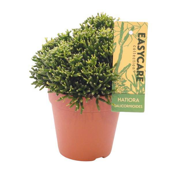 Binsenkaktus - Hatiora Salicornioides - Zimmerpflanze - Ø12cm - ↕22cm