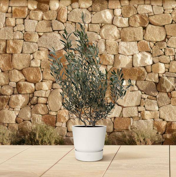 Olivenbaum - Olea Europaea Strauch - 100cm- Ø25cm