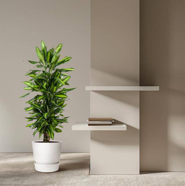 Drachenbaum - Dracaena Cintho - Zimmerpflanze - 120 cm - ø27cm
