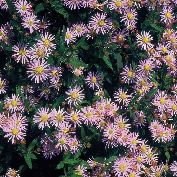 Wild-Aster Aster ageratoides 'Asran' – 6 Stück – ↕10-25cm – Ø9cm – Herbstblüher für Garten & Balkon – Pflegeleichte Staude mit hellblauen Blüten – Sonne bevorzugt