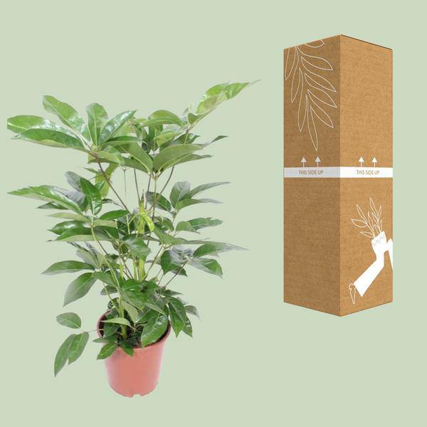 Regenschirmbaum - Schefflera Actinophylla Amate - Zimmerpflanze - Ø24cm - ↕100cm