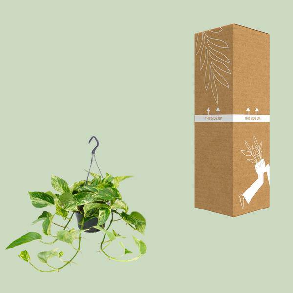 Efeutute Marble Queen – Epipremnum Scindapsus – Ø15cm x H25cm – Zimmerpflanze mit weiß-grüner Blattmusterung – Pflegeleicht – Für hellen Standort