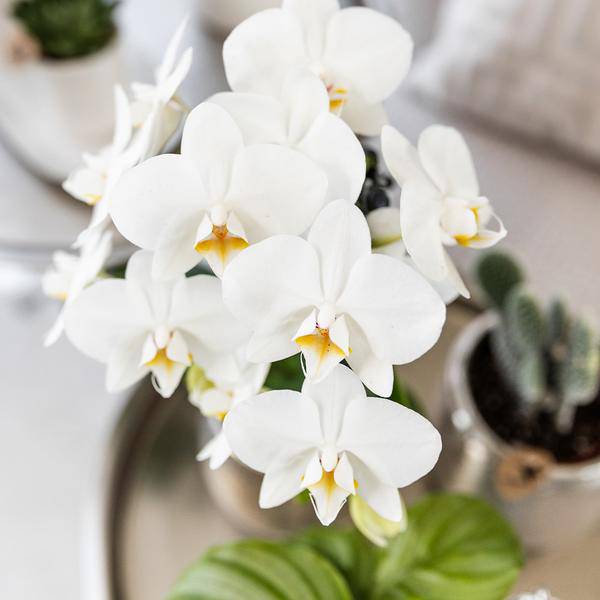 Phalaenopsis Orchidee Amabilis Weiß – inkl. Elite Keramiktopf Silber – Zimmerpflanze ca. 35cm – Edle Orchidee mit 2–3 Blütenstielen – Dekopflanze für Wohnzimmer, Esszimmer & Büro
