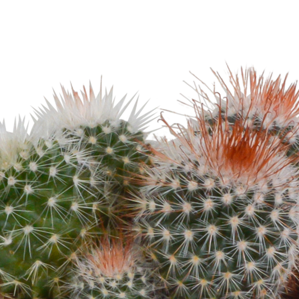 Kaktus - Bolcactus - Mix - 8,5 cm - Zimmerpflanze - im Terrakotta-Topf