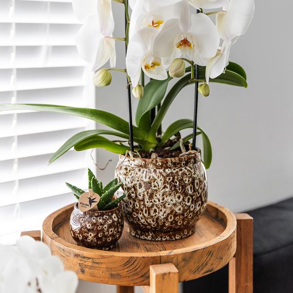 Safari Topf – Dekorativer Keramiktopf – Handgefertigter Blumentopf – Stilvolles Pflanzgefäß für Zimmerpflanzen – Ø12cm