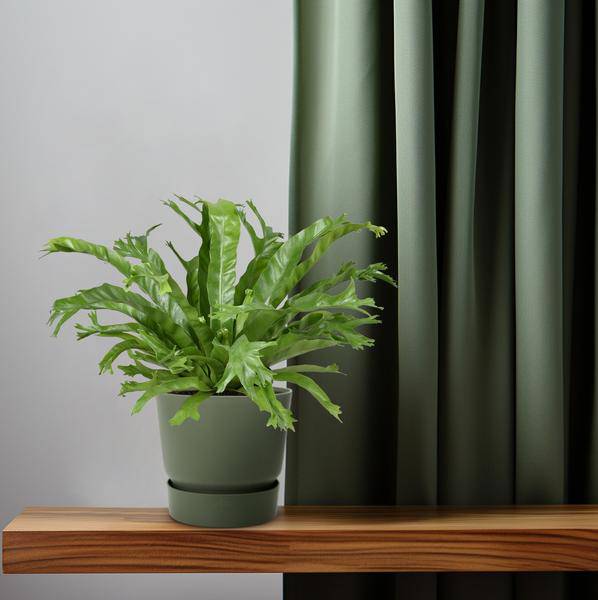 Nestfarn - Asplenium Nidus Crissie - Zimmerpflanze - Ø17cm - ↕40cm