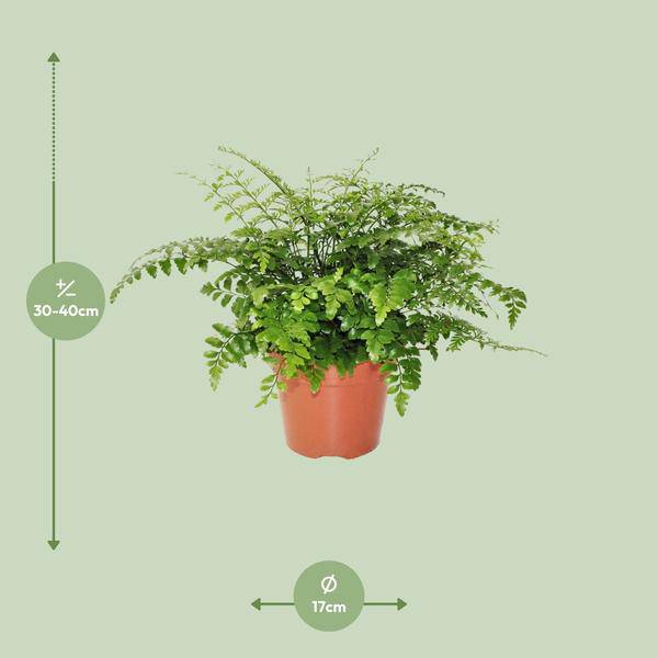 Nestfarn Asplenium Parvati – Ø17cm x H30cm – Pflegeleichte Zimmerpflanze – Halbschatten-Farn mit zarten Wedeln – Für Wohnzimmer & Büro