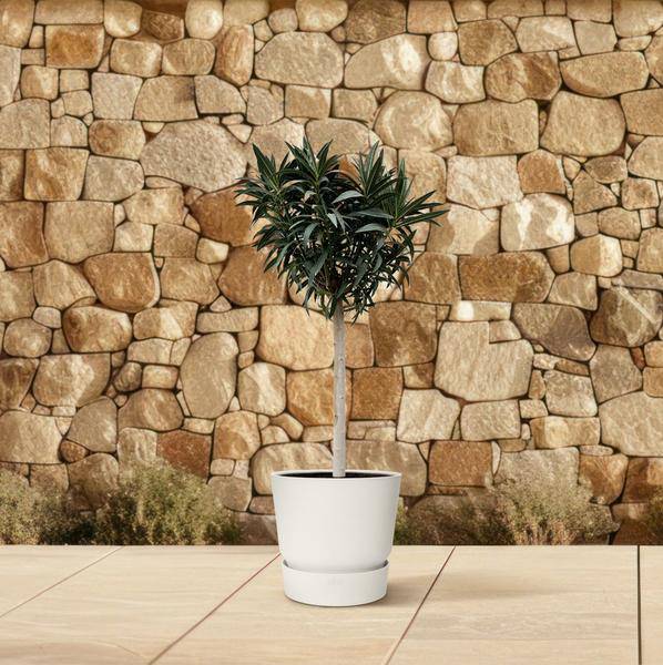 Rosenlorbeere - Nerium Oleander auf Stiel mit weißer Blüte - 200cm- Ø35cm