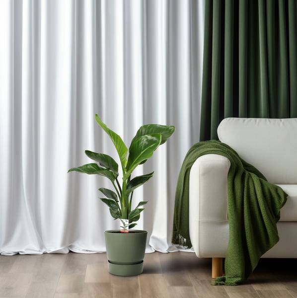 Baum-Strelitzie – Strelitzia Nicolai – Paradiesvogelblume – Ø17cm ↕70cm – tropische Zimmerpflanze mit exotischem Blattschmuck