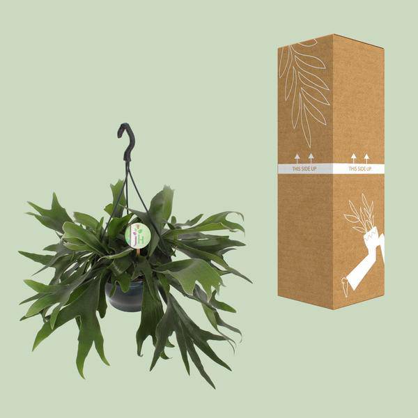 Geweihfarn - Platycerium Bifurcatum - Zimmerpflanze - Ø21cm - ↕50cm