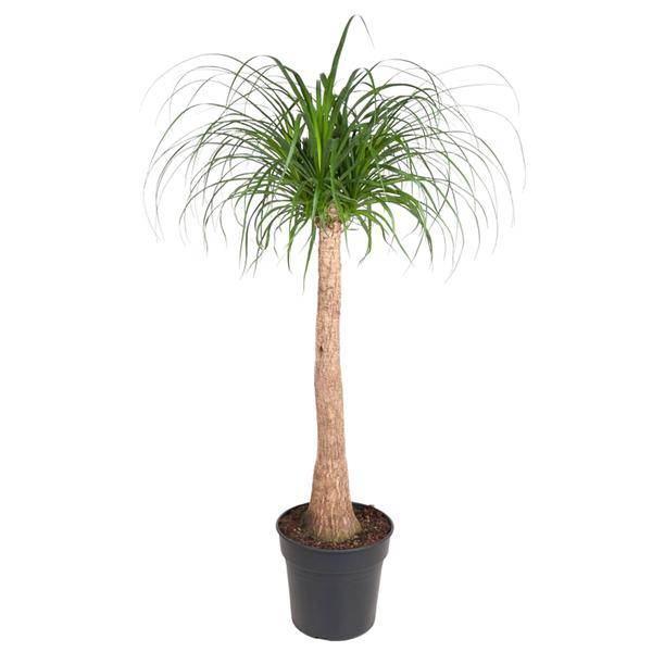 Elefantenfuß Beaucarnea - Zimmerpflanze - 120cm - ø32cm