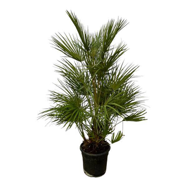Chamaerops Humilis – Grüne Zwergpalme – Zimmerpflanze – Ø24cm – Höhe ca. 130cm – Mediterrane Palme für Wohnzimmer, Wintergarten, Balkon und Terrasse
