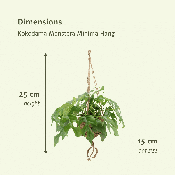 Lochpflanze - Kokodama Monstera Minima - Zimmerpflanze - Ø15cm - ↕25cm - 2 Stück