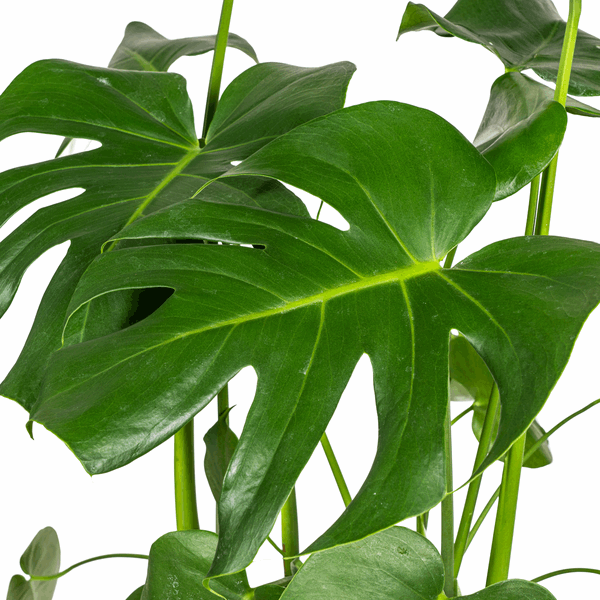 Monstera Deliciosa Tauerii – Fensterblatt – Ø21cm – ↕70-90cm – Beliebte Zimmerpflanze mit dekorativen Blättern – Pflegeleicht & luftreinigend