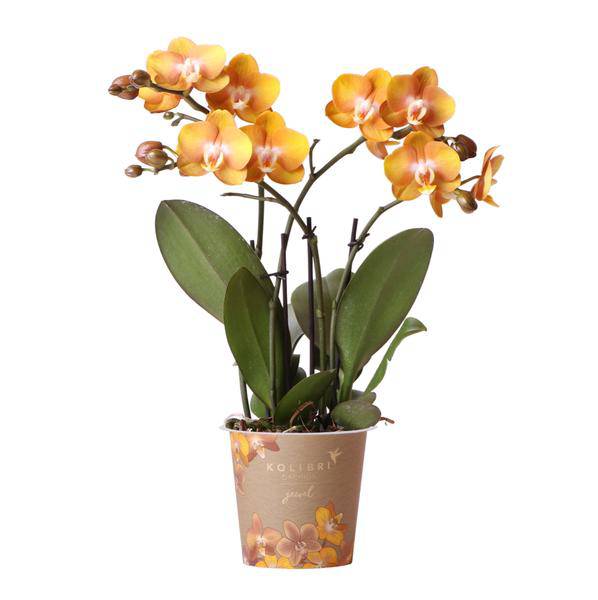 Orange-goldene Phalaenopsis-Orchidee - Jewel Las Vegas - Topfgröße Ø12cm - blühende Topfpflanze
