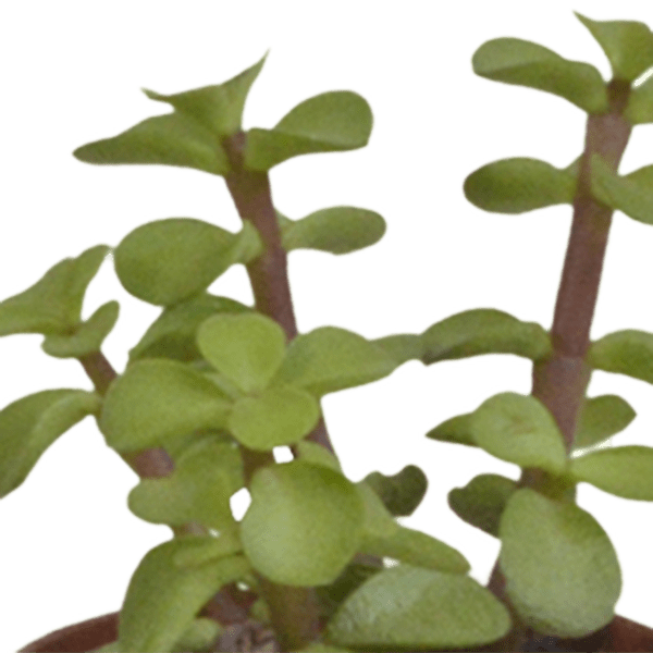 Sukkulenten - Mix - 5,5 cm - 10 Stück