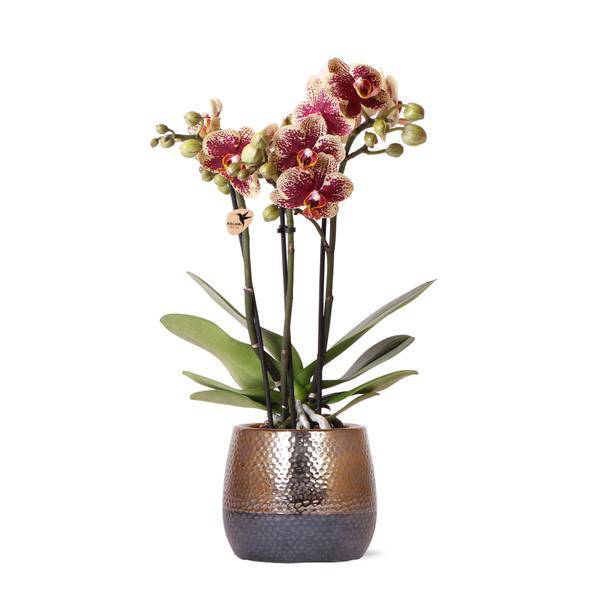 Phalaenopsis Orchidee Gelb Rot - Spanien + Elite Ziertopf Kupfer - Topfgröße Ø9cm - 40cm - Zimmerpflanze