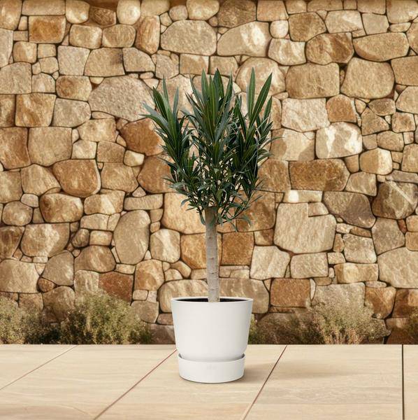 Rosenlorbeer – Nerium Oleander auf Stiel 110cm – Ø22cm – Immergrüne Kübelpflanze mit roten Blüten – Mediterrane Zierpflanze für Garten, Terrasse & Balkon – Duftend & pflegeleicht