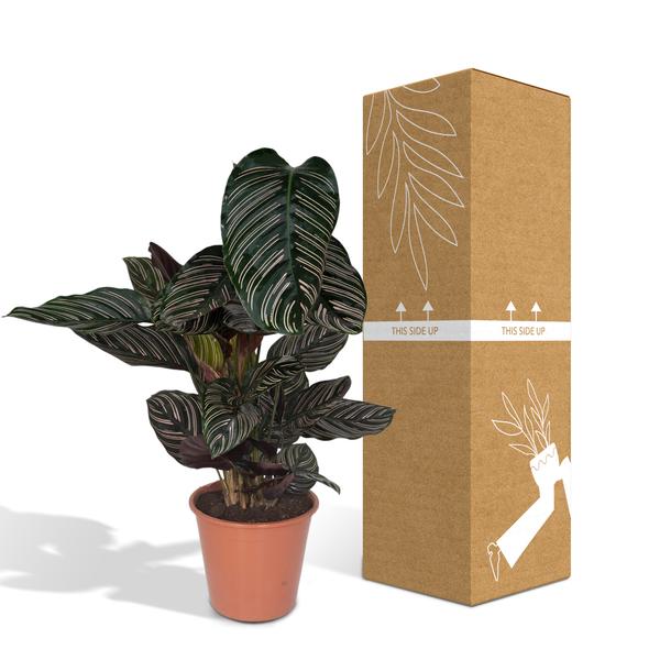 Calathea Ornata – Korbmarante – Zimmerpflanze – Ø19cm x ↕75cm – Dunkelgrüne Blätter mit rosa Streifen – Tropische Pflanze für Wohnräume – Luftreinigend & pflegeleicht