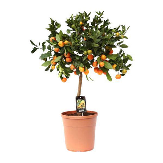 Orangenbaum - Calamondinorange - Citrus Calamondin - Ø22cm - ↕80cm
