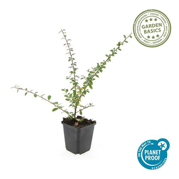 Teppichmispel Cotoneaster suec. 'Coral Beauty' – ↕10-25cm – Ø9cm – 20 Pflanzen – Bodendecker & niedrige Hecke – Winterhart – pflegeleicht