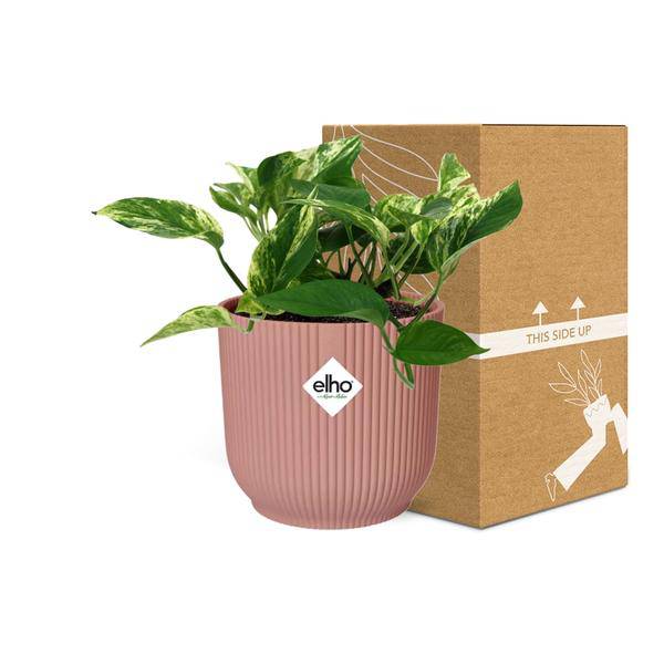 Efeutute Scindapsus Epipremnum Marble Queen – Zimmerpflanze inkl. Ziertopf Vibes Fold Rosa Ø14cm – Herzförmige, marmorierte Blätter – Luftreinigend & pflegeleicht – Für Wohnzimmer & Büro