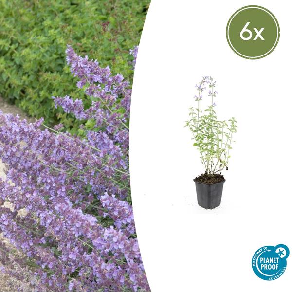 Nepeta 'Walker's Low' – 6 Pflanzen – Katzenminze – Lavendelblaue Blüten – Silbergrünes Laub – Pflegeleichte Staude – Sonnig – Bienen & Schmetterlinge