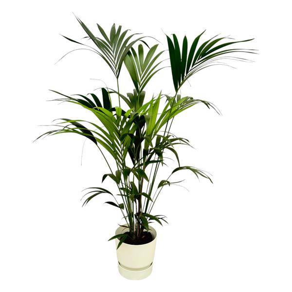 Kentia Palme – Forstersche Kentia – Zimmerpflanze ca. 160cm – ø30cm – inkl. Pflanzgefäß Greenville Weiß – Tropische XL-Zimmerpalme für Wohnzimmer, Büro & Wintergarten