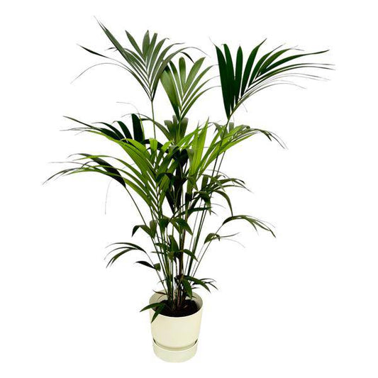 Kentia Palme – Forstersche Kentia – Zimmerpflanze ca. 160cm – ø30cm – inkl. Pflanzgefäß Greenville Weiß – Tropische XL-Zimmerpalme für Wohnzimmer, Büro & Wintergarten