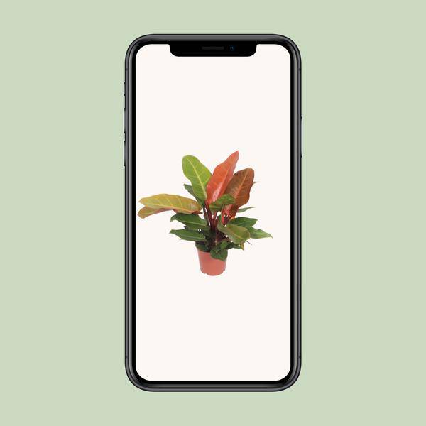 Baumfreund - Philodendron Prinz von Orange -Zimmerpflanze - Ø17cm - ↕45cm