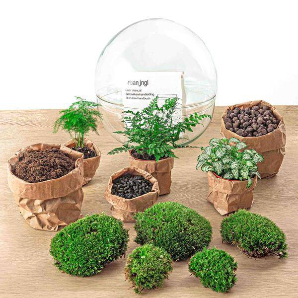 Flaschengarten DIY Bausatz – Terrarium Kuppel XL – Ø30cm – Autarkes Mini-Ökosystem – Komplett-Set mit Pflanzen, Moos & Schritt-für-Schritt-Anleitung – Nachhaltiges Geschenk