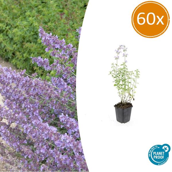 Nepeta 'Walker's Low' – 60 Pflanzen – Katzenminze – Lavendelblaue Blüten – Bienen- & Schmetterlingsfreundlich – Pflegeleicht & Winterhart