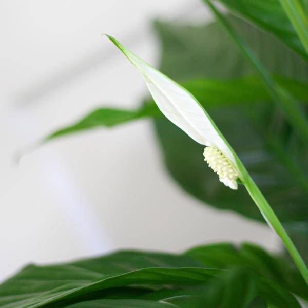 Spathiphyllum Sweet Lauretta – Scheidenblatt – Zimmerpflanze + Topf Viber Grau – ↕80cm – Ø21cm – Friedenslilie mit eleganten weißen Blüten – Pflegeleicht & dekorativ für Innenräume