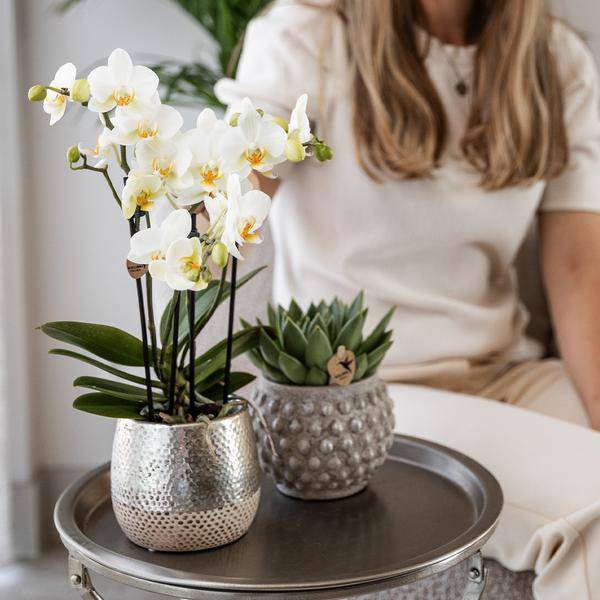 Phalaenopsis Orchidee Amabilis Weiß – inkl. Elite Keramiktopf Silber – Zimmerpflanze ca. 35cm – Edle Orchidee mit 2–3 Blütenstielen – Dekopflanze für Wohnzimmer, Esszimmer & Büro