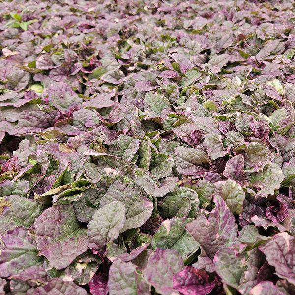 Kriechender Günsel - Ajuga reptans 'Burgundy Glow' - ↕10-25cm - Ø9cm - 6 Stück