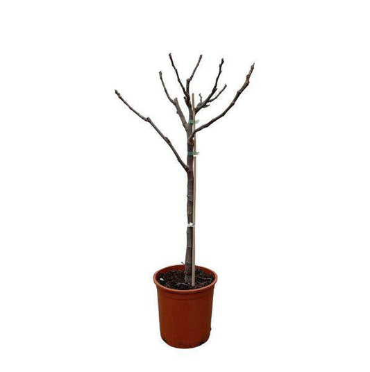Echte Feige – Ficus Carica 100cm – Ø20cm – Feigenbaum mit großen handförmigen Blättern – Essbare Früchte – Mediterrane Pflanze für Garten, Terrasse & Zimmer