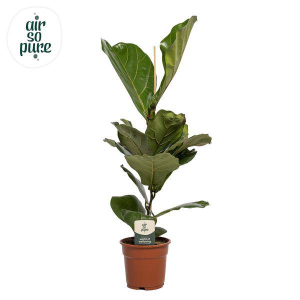 Geigen-Feige - Ficus Lyrata - Zimmerpflanze - Ø17cm - ↕60cm