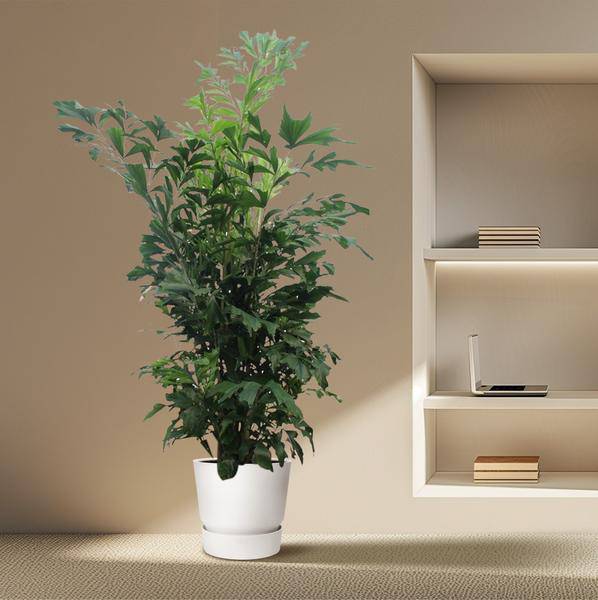 Fischschwanzpalme - Caryota Mitis - 270cm - ø50cm