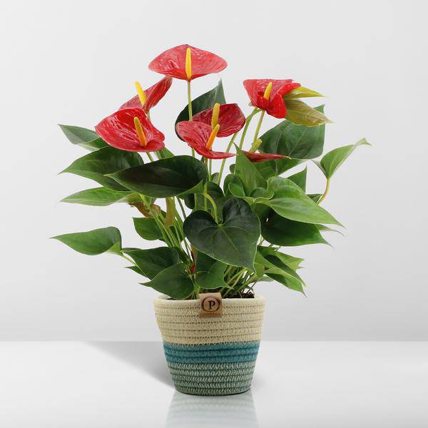 Flamingoblume - Anthurium andreanum Diamantrot - Zimmerpflanze + Korb Pure - 45cm - Ø12cm