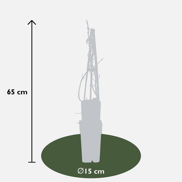 Kletter-Hortensie - Hortensie petiolaris - ↨65cm - Ø15cm - 3 Stück