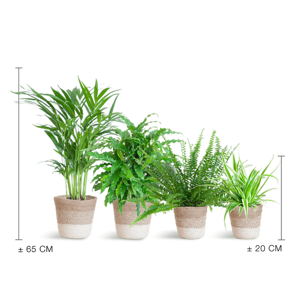 Haustierfreundliches Zimmerpflanzen-Set 4er – Sicher für Hunde & Katzen – Inklusive nachhaltigem Jute-Pflanzenkorb – Krulvaren Green Lady, Calathea Rufibarba, Goldpalme, Graslilie