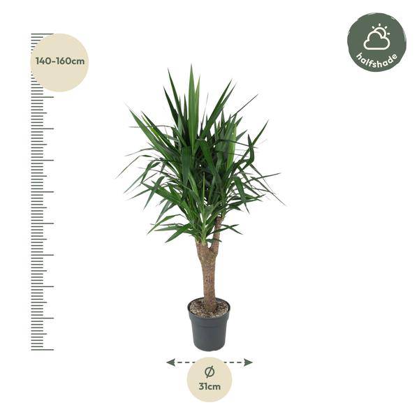 Palmlilie – Yucca Elephantipes – Zimmerpflanze – Ø31cm – ↕150cm – Robuste, pflegeleichte Grünpflanze für Innen & Außen