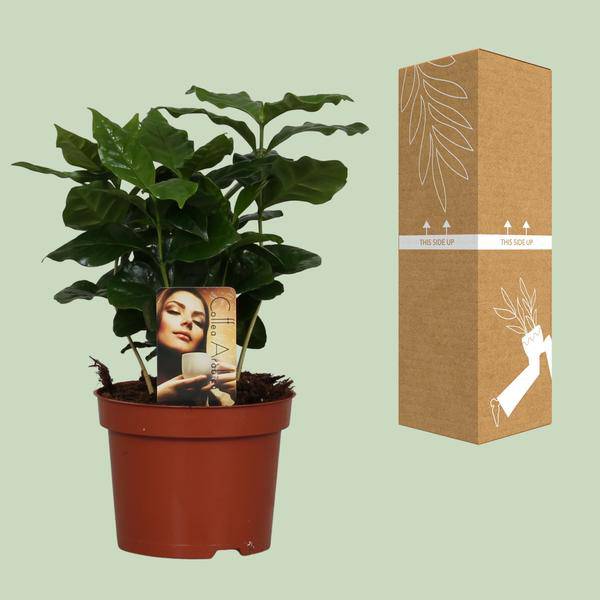 Kaffeepflanze – Coffea Arabica – Zimmerpflanze – Ø12cm ↕25cm – Aromatische Deko – Pflegeleicht – Halbschatten – Tropisch