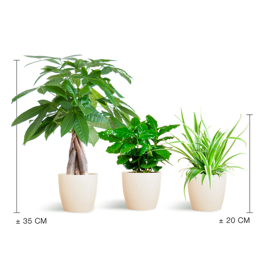 Tierfreundliches Pflanzset – Ungiftige Zimmerpflanzen für Katzen & Hunde – 3 Pflanzen Ø12cm – Inkl. Viber Weiß Topf aus Biokunststoff – Pachira, Grünlilie & Coffea – Ideal für Kinder & Haustiere